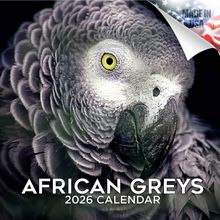 African Greys 2026 Calendar