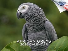 African Greys 2026 Calendar