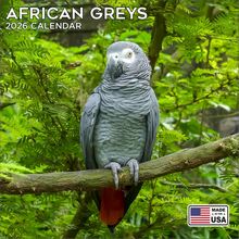 African Greys 2026 Calendar