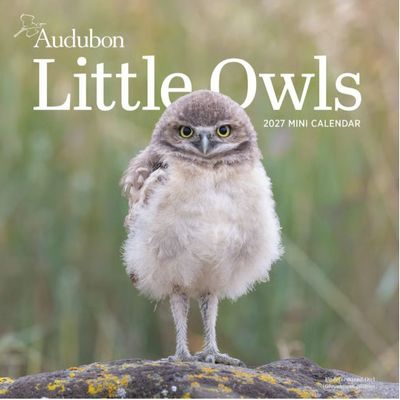 Audubon Little Owls 2027 Mini Wall Calendar