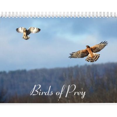 Birds of Prey 2027 Calendar