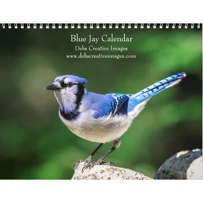2027 Blue Jays | Backyard Bird Photography Calendar
