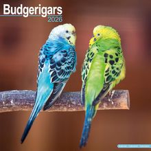 Budgerigars 2026 Calendar