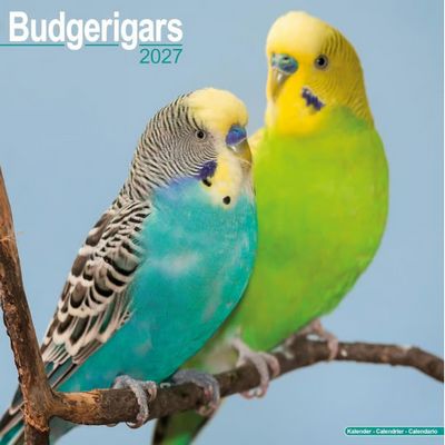 Budgerigars 2027 Wall Calendar