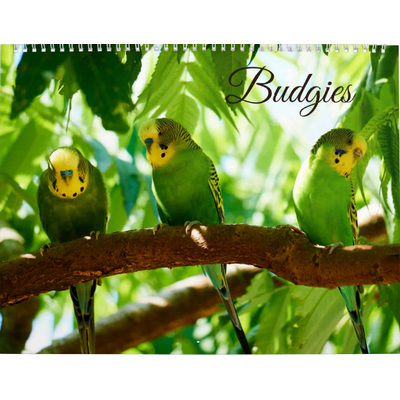 Colorful Budgies Parakeet Bird Lover Calendar