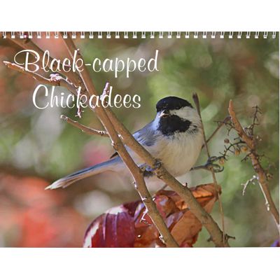 Black-capped Chickadees 2027 Calendar