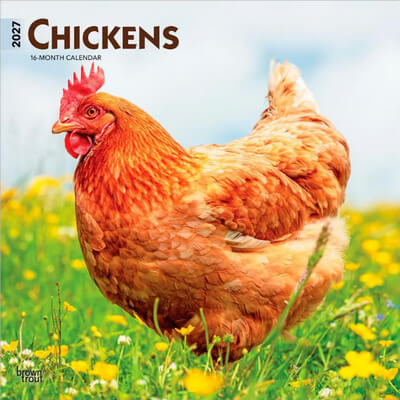 Chickens 2027 Wall Calendar