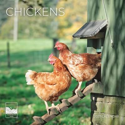 Chickens 2027 Wall Calendar