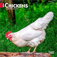 Chickens 2026 Calendar
