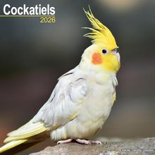 2026 Cockatiels Calendar