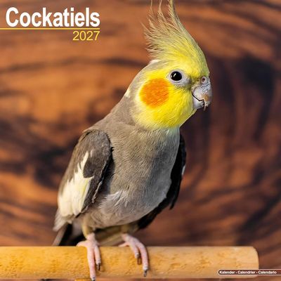 Cockatiels 2027 Calendar