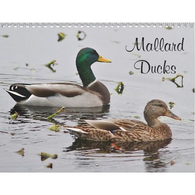 2027 Mallard Ducks Calendar