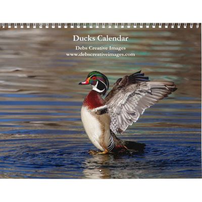 2027 Ducks of New York | Waterfowl Photography Calendar