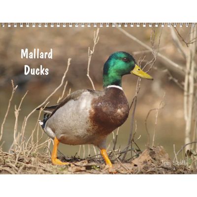 Hunting Mallard Ducks Calendar