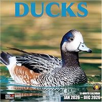 Ducks 2026 Calendar