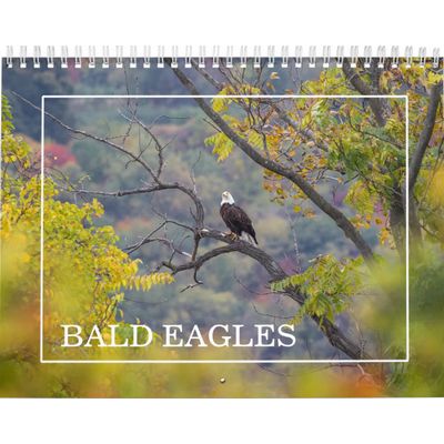 Bald Eagles Calendar