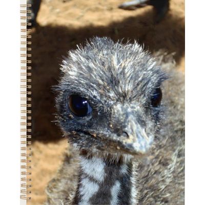 Baby Emu Face, Planner
