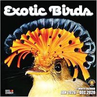 Exotic Birds 2026 Calendar
