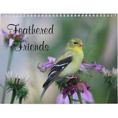Feathered Friends - Wild Birds 2027 Calendar