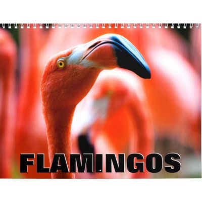 Flamingos 2027 Wall Calendar