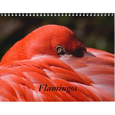 Flamingos 2027 Calendar