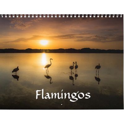 Flamingos 2027 Calendar