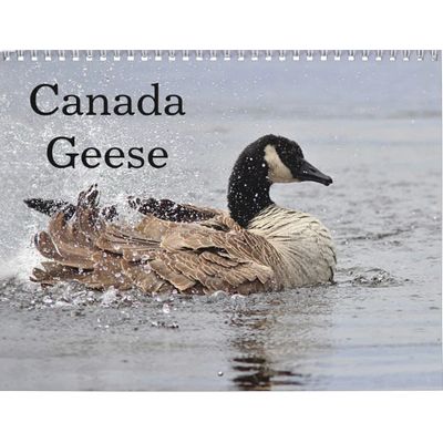 Canada Geese 2027 Calendar