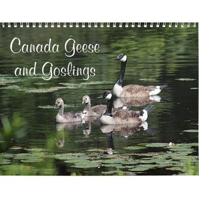 Canada Geese and Goslings Calendar