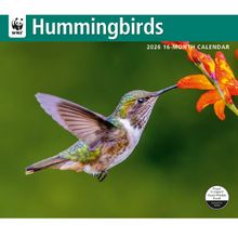 Hummingbirds 2026 Calendar
