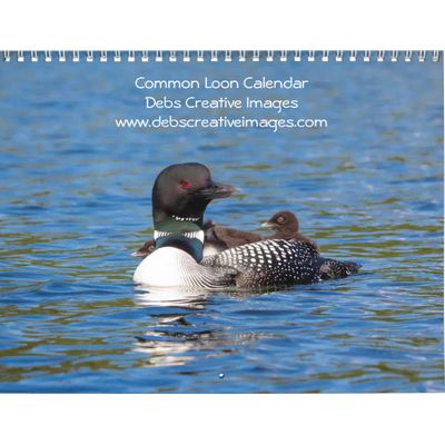 2027 Common Loons | Adirondack Lakes Calendar