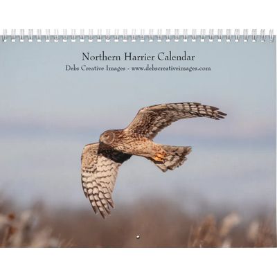 2027 Northern Harrier | Birds of Prey Calendar