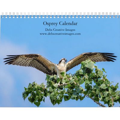 2027 Osprey | Majestic Fishing Raptors Calendar