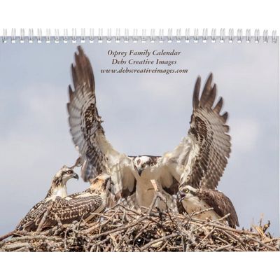 2027 Honeymoon Island Osprey | Florida Wildlife Calendar