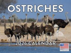 Ostriches 2026 Calendar
