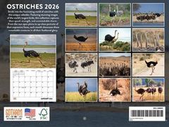 Ostriches 2026 Calendar