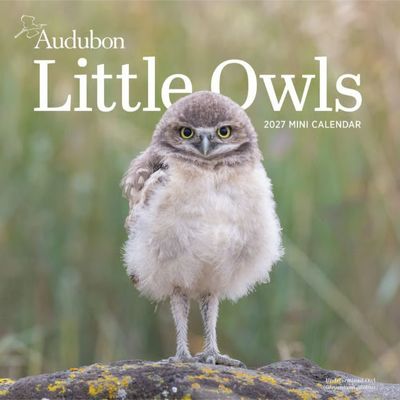Audubon Little Owls 2027 Mini Wall Calendar