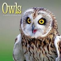 Owls 2026 Wall Calendar