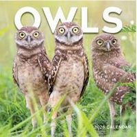 Owls 2026 Wall Calendar