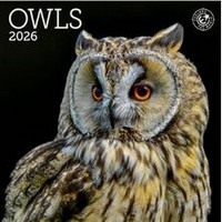 Owls 2026 Mini Wall Calendar