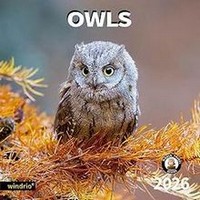 Owls 2026 Calendar