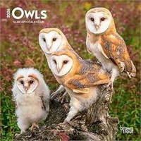 Owls 2026 Calendar