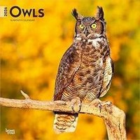Owls 2026 Calendar
