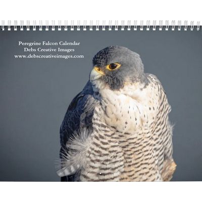 2027 Peregrine Falcon | World's Fastest Bird Calendar