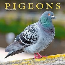 Pigeons 2026 Calendar