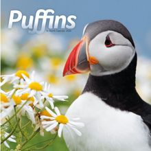 Puffins 2026 Calendar
