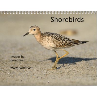 Shorebirds 2027 Calendar