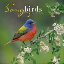 Songbirds 2026 Calendar