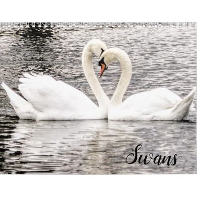 Swans of Spring Grove 2027 Calendar