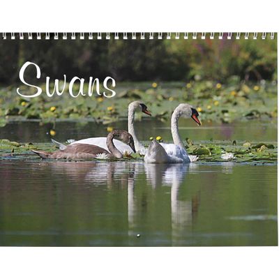 Swans 2027 Calendar