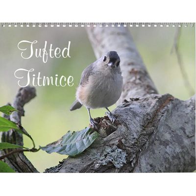 Tufted Titmice 2027 Calendar